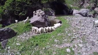 野狼谷,荒野探险与狼群传奇的神秘之旅 第2张 野狼谷,荒野探险与狼群传奇的神秘之旅 第2张